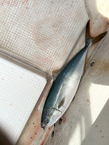 ハマチの釣果