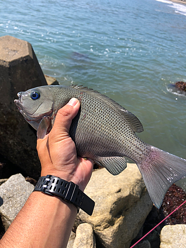 メジナの釣果