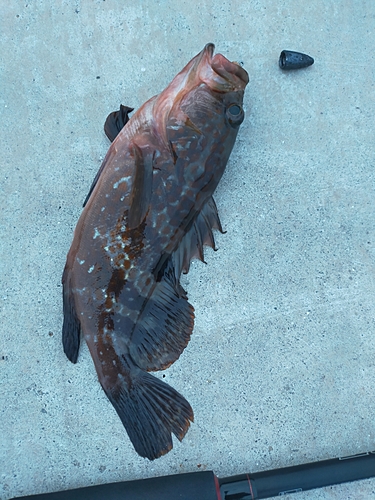 アコウの釣果