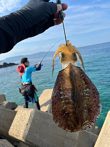 アオリイカの釣果