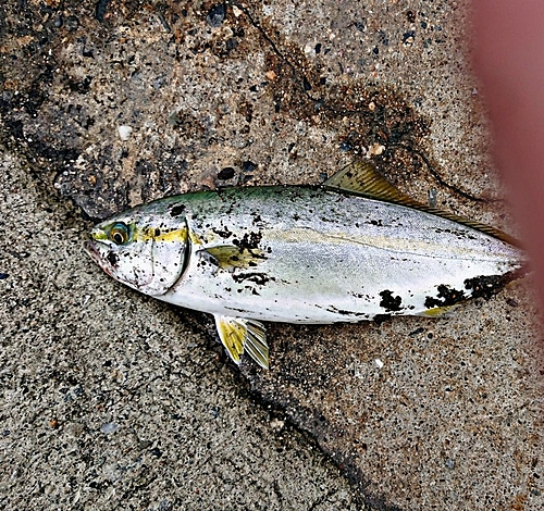 ツバスの釣果