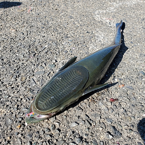 コバンザメの釣果