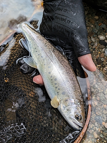 ヤマメの釣果