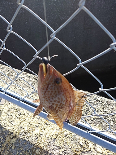 オオモンハタの釣果