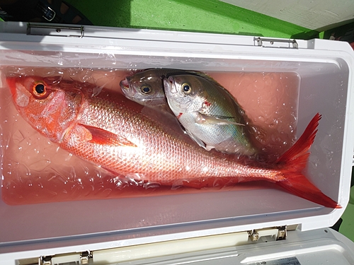 ハチビキの釣果