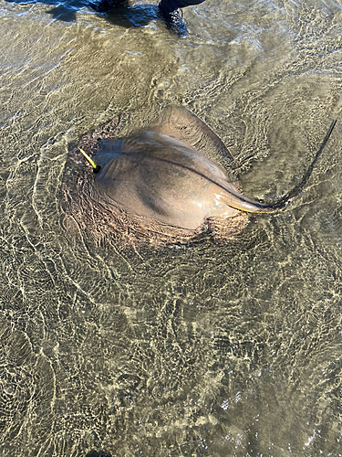 アカエイの釣果