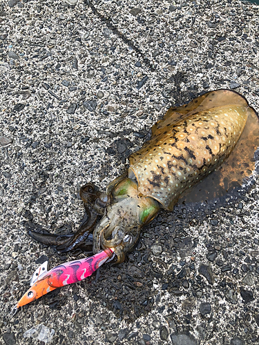 アオリイカの釣果