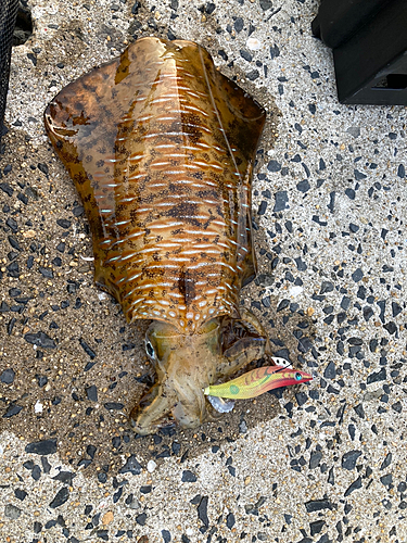 アオリイカの釣果