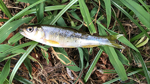 カワムツの釣果