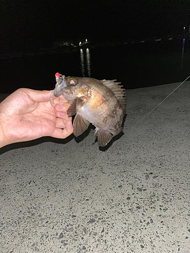 シロメバルの釣果