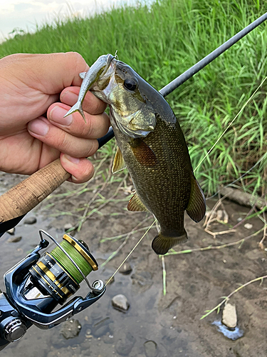 スモールマウスバスの釣果