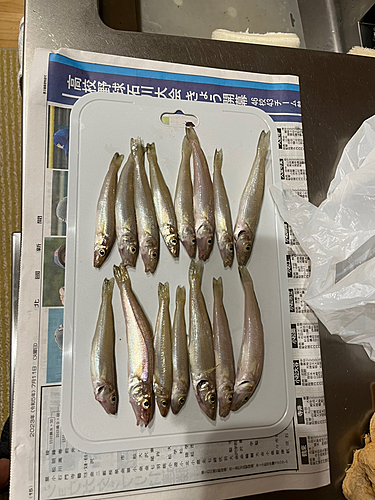 キスの釣果