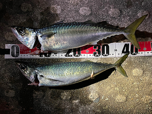 サバの釣果