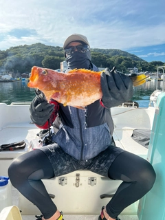 アコウの釣果