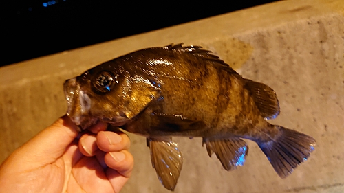 メバルの釣果