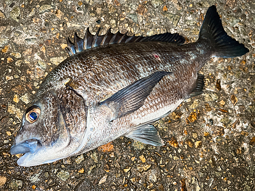 クロダイの釣果