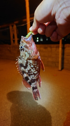 カサゴの釣果