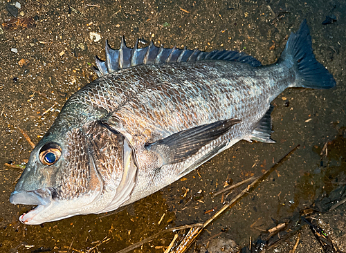 クロダイの釣果