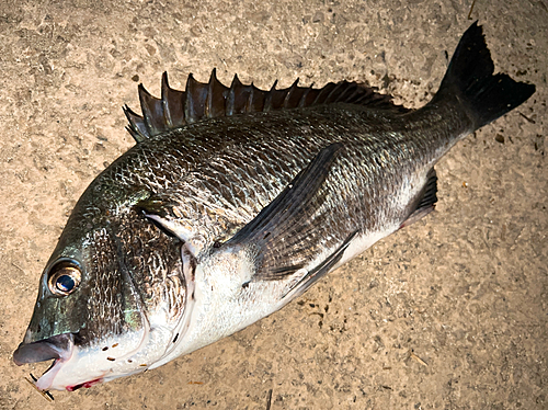 クロダイの釣果