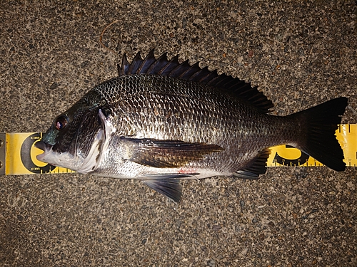 クロダイの釣果