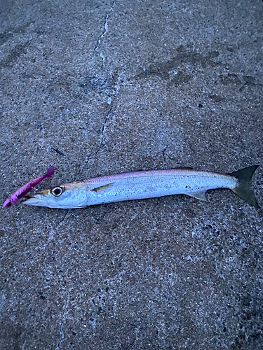 カマスの釣果