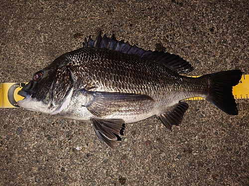 クロダイの釣果