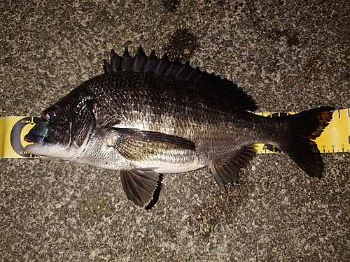 クロダイの釣果