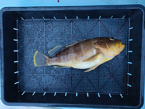 アオハタの釣果