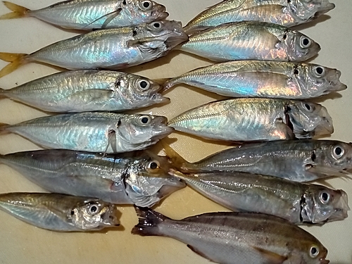 アジの釣果