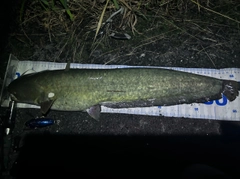 ナマズの釣果