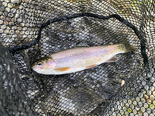 ニジマスの釣果