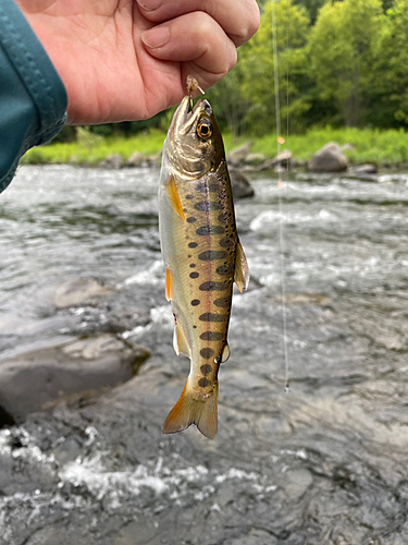 ヤマメの釣果