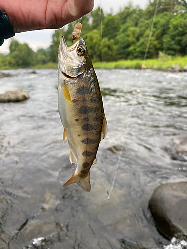 ヤマメの釣果