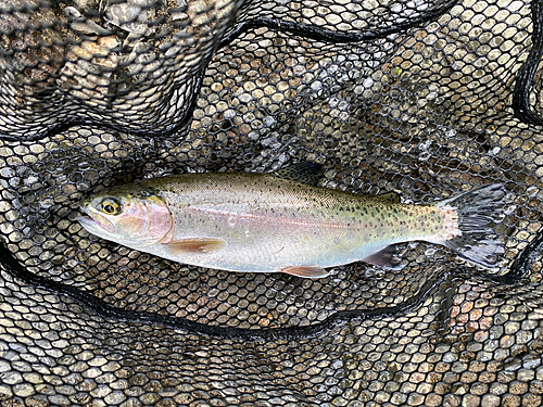 ニジマスの釣果