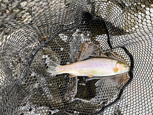 ニジマスの釣果