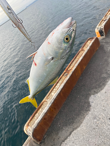 ワカシの釣果