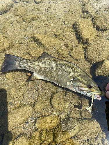 スモールマウスバスの釣果