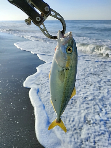 ワカシの釣果