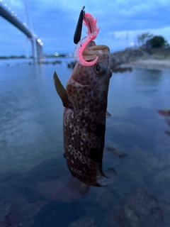 キジハタの釣果