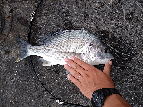 キビレの釣果