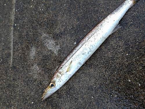 カマスの釣果