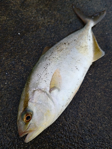 ショゴの釣果