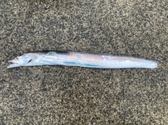 タチウオの釣果