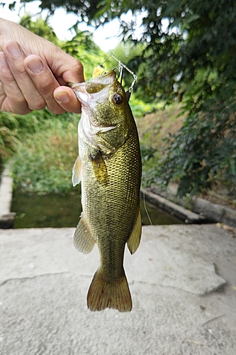 ラージマウスバスの釣果