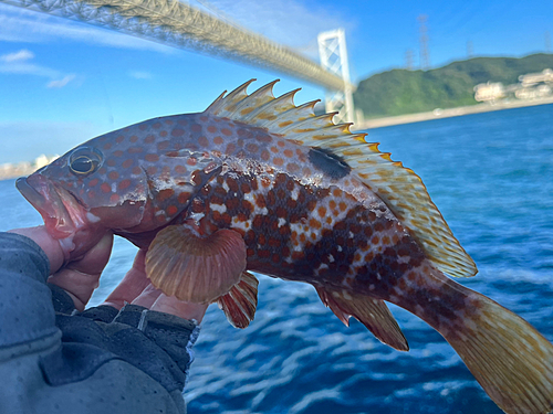 キジハタの釣果