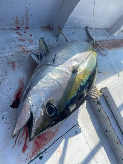 メバチマグロの釣果