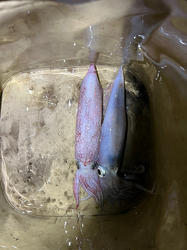 ケンサキイカの釣果