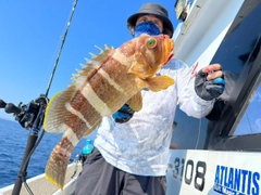 アオハタの釣果