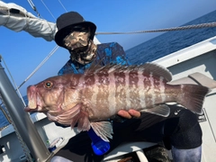 マハタの釣果