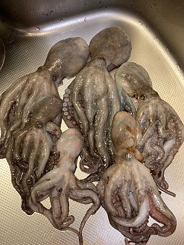 タコの釣果